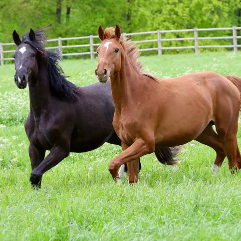 PAARDENVOLGERS