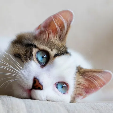 KATTENTRACKERS